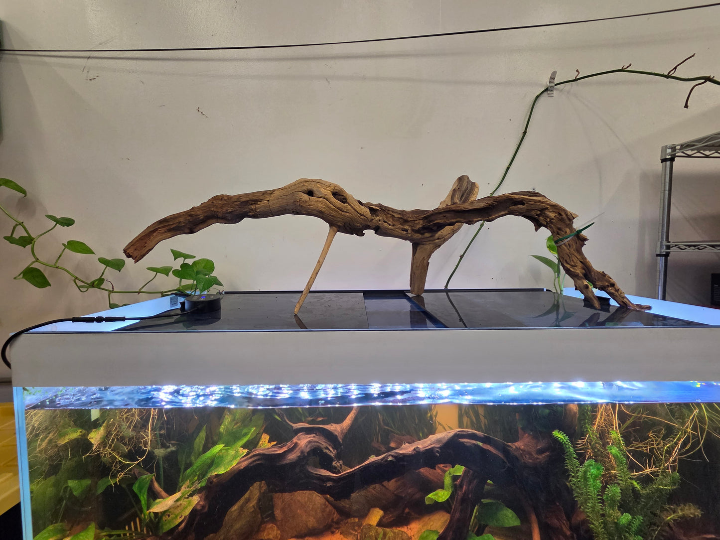 36 in + Driftwood