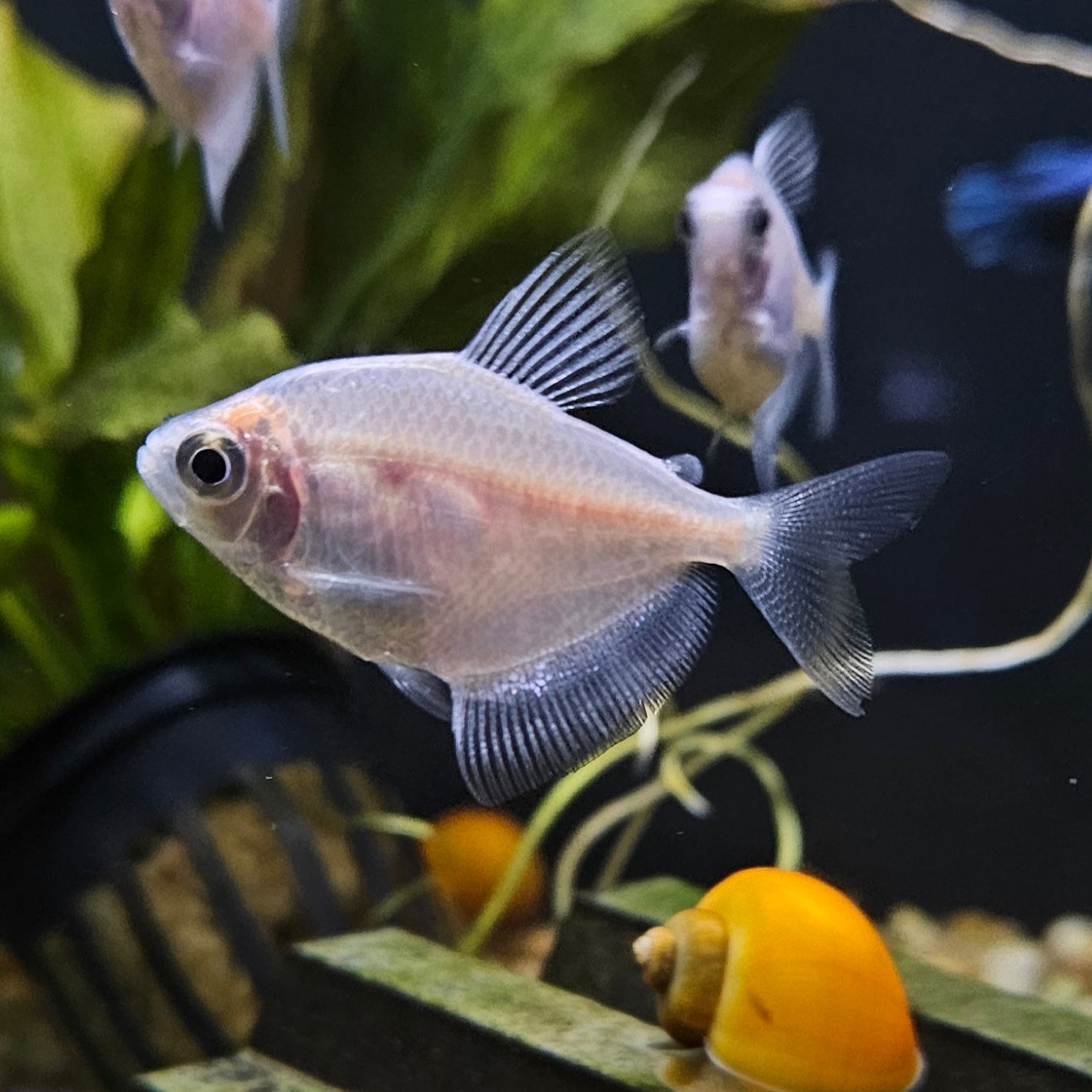 The Fish Room – Infinite ♾️ Aquatics