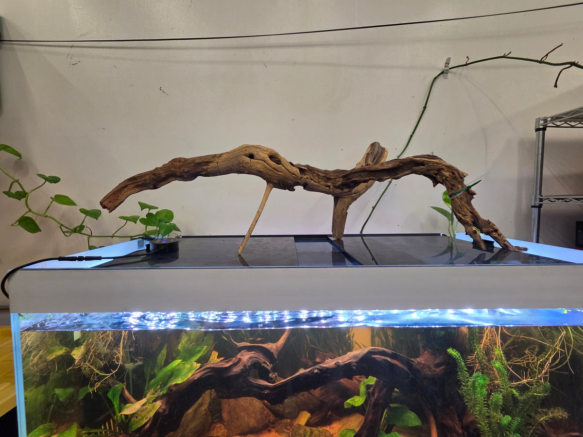 36 in + Driftwood
